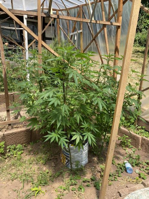 Critical Greenhouse/Outdoor. Week 14