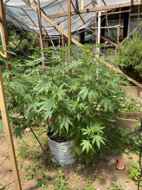 Critical Greenhouse/Outdoor. Week 14