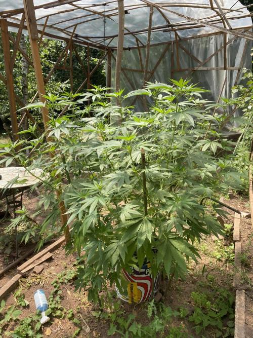 Critical Greenhouse/Outdoor. Week 14