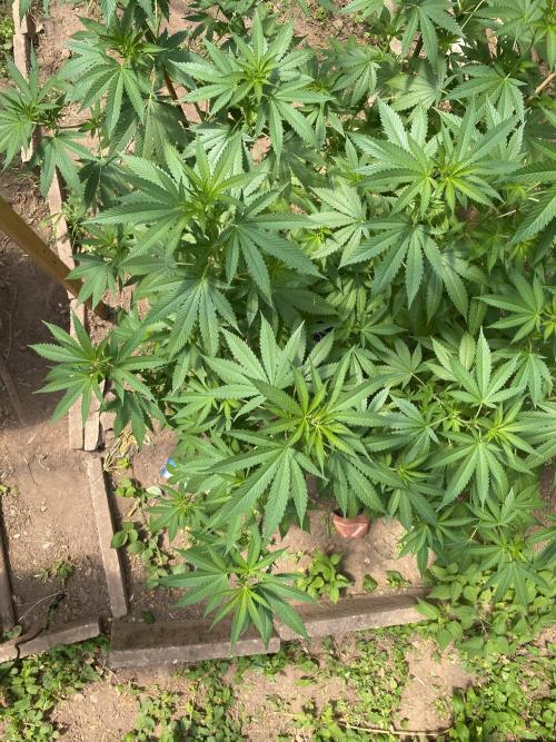 Critical Greenhouse/Outdoor. Week 14