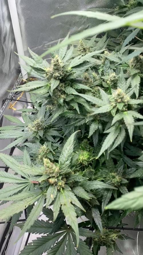 DWC/Candy Jungle Auto