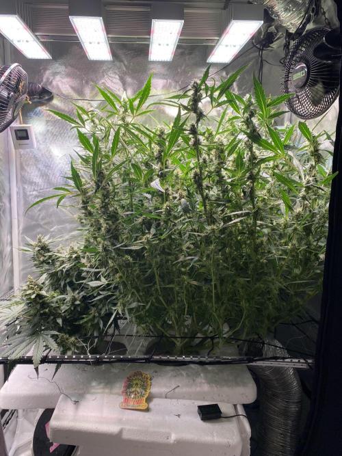 DWC/Candy Jungle Auto. Week 9