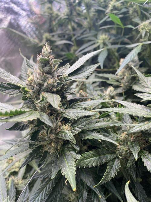 DWC/Candy Jungle Auto. Week 9