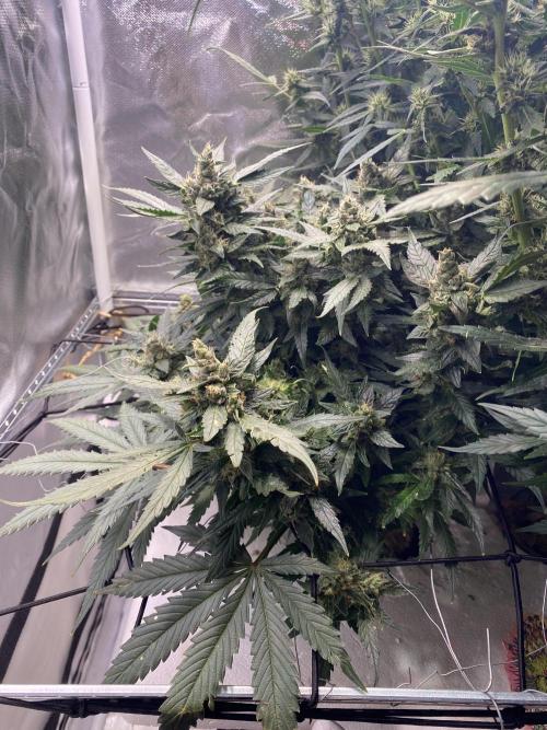 DWC/Candy Jungle Auto. Week 9