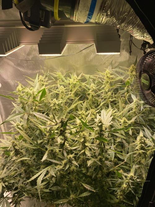 DWC/Candy Jungle Auto. Week 9