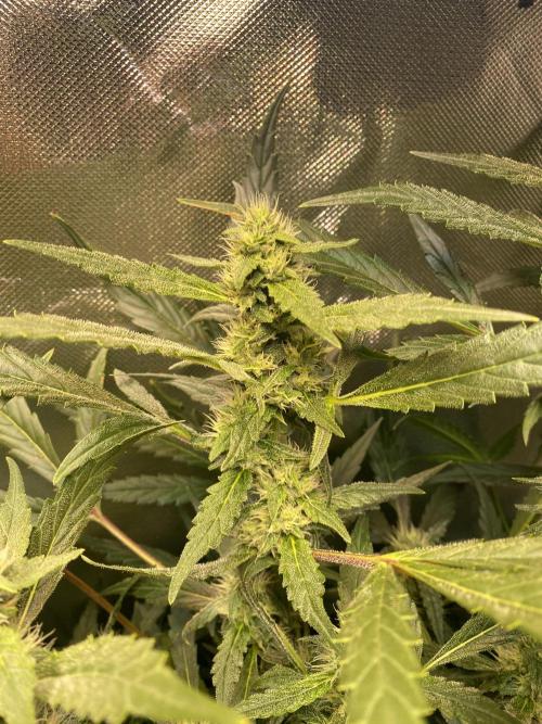 DWC/Candy Jungle Auto. Week 9