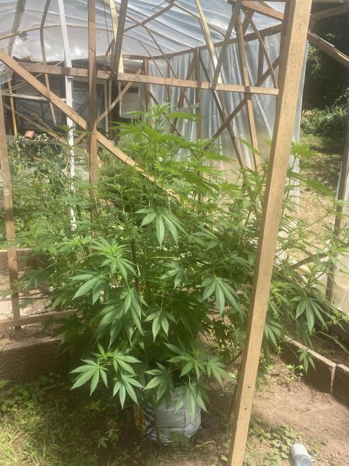 Critical Greenhouse/Outdoor. Week 8