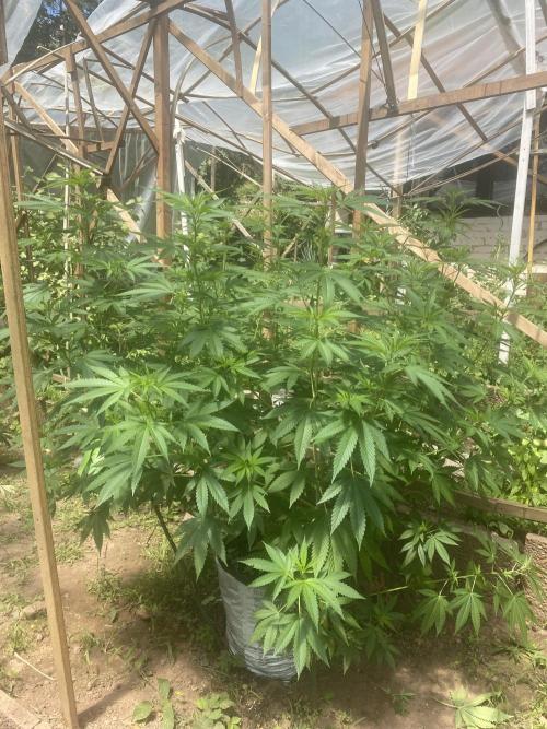 Critical Greenhouse/Outdoor. Week 8