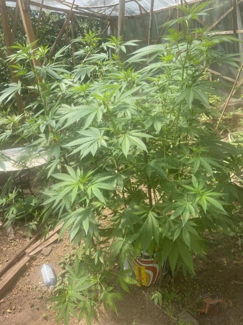 Critical Greenhouse/Outdoor. Week 8