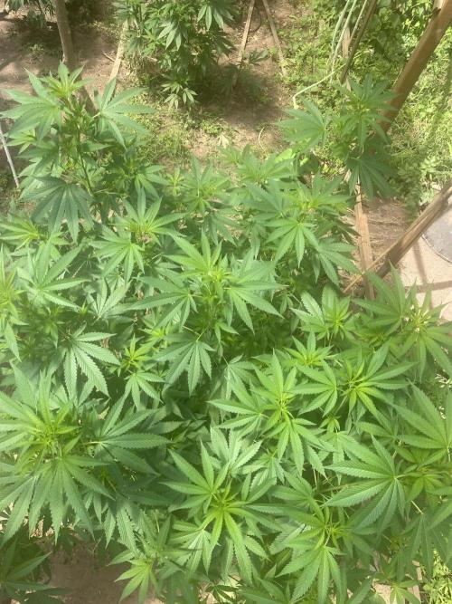 Critical Greenhouse/Outdoor. Week 8