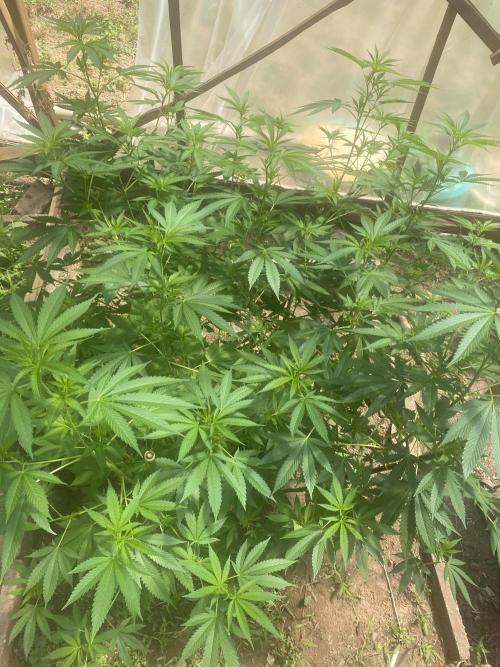 Critical Greenhouse/Outdoor. Week 8