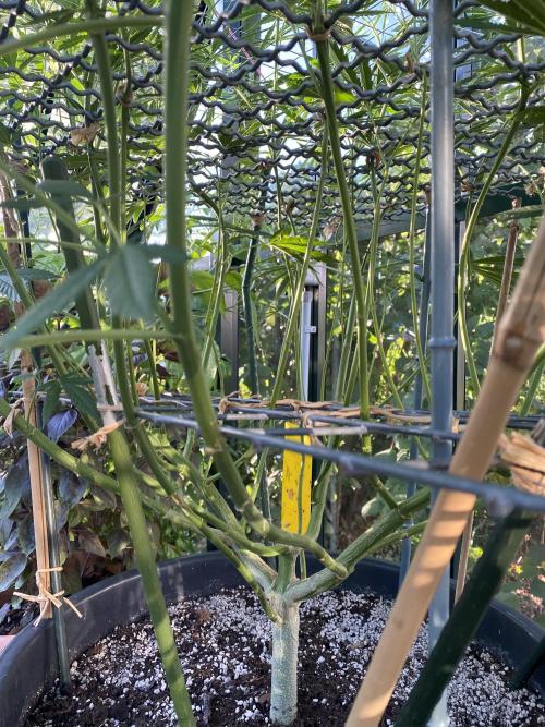 Georgias Cream Outdoor/greenhouse. Week 14