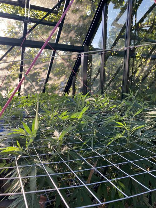 Georgias Cream Outdoor/greenhouse. Week 14