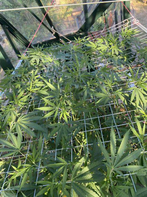 Georgia Cream. Week 14