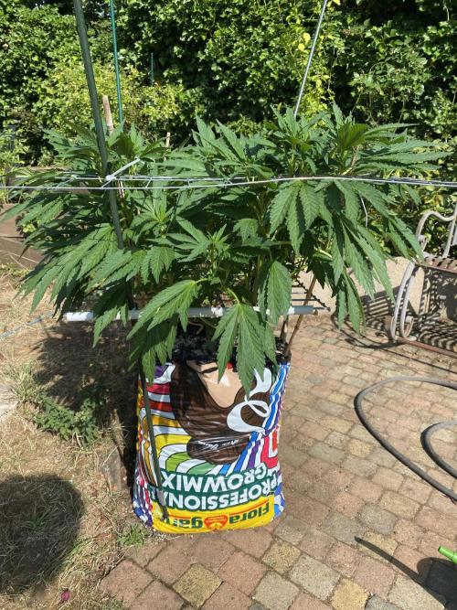 TropicalKush Outdoor. Week 14