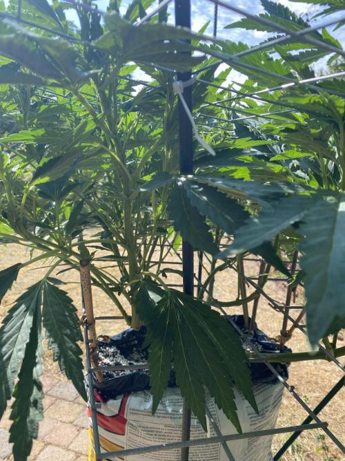 TropicalKush Outdoor. Week 14