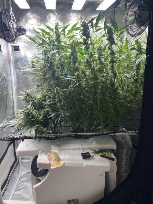 DWC/Candy Jungle Auto. Week 10