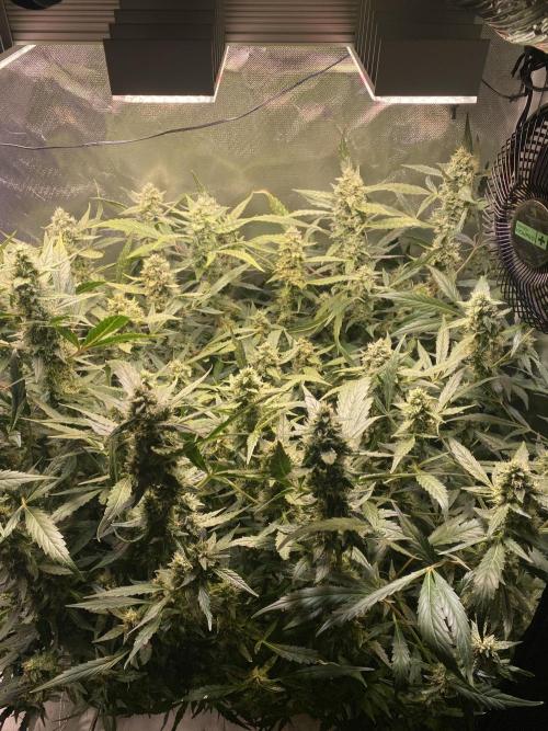 DWC/Candy Jungle Auto. Week 10