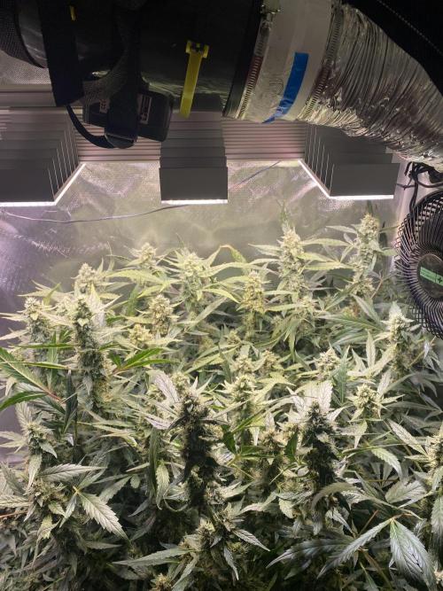 DWC/Candy Jungle Auto. Week 10