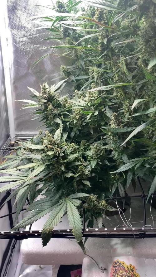 DWC/Candy Jungle Auto