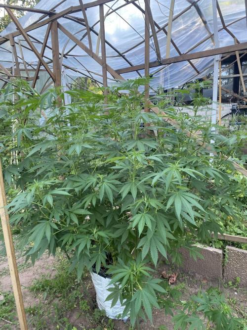 Critical Greenhouse/Outdoor. Week 9
