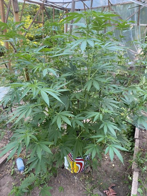 Critical Greenhouse/Outdoor. Week 9