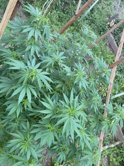 Critical Greenhouse/Outdoor. Week 9