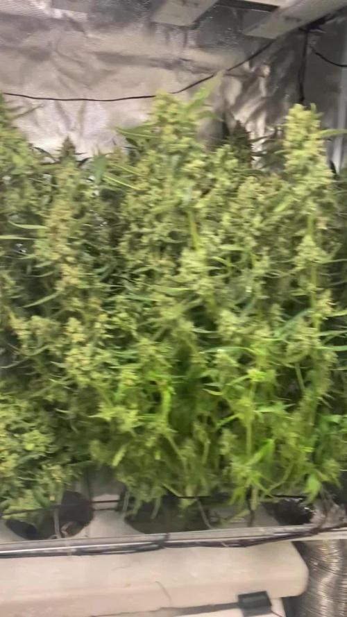 DWC/Candy Jungle Auto