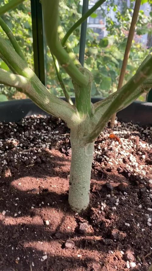 Georgias Cream Outdoor/greenhouse