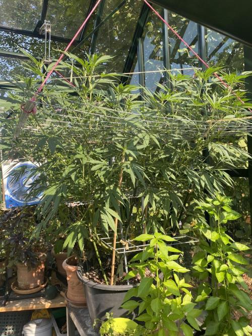 Georgias Cream Outdoor/greenhouse. Week 15