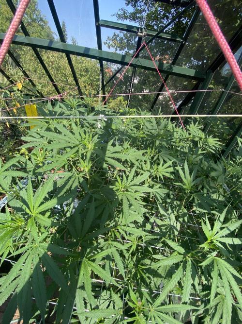 Georgias Cream Outdoor/greenhouse. Week 15