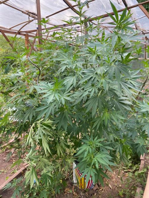 Critical Greenhouse/Outdoor. Week 10