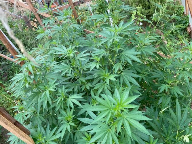 Critical Greenhouse/Outdoor. Week 10