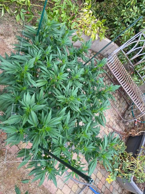 TropicalKush Outdoor. Week 15