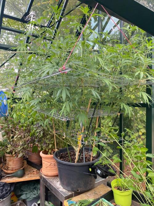 Georgias Cream Outdoor/greenhouse. Week 16