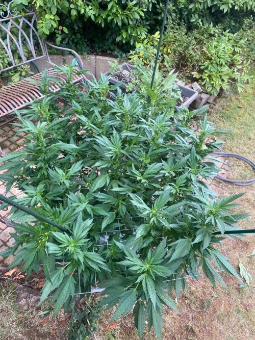 TropicalKush Outdoor. Week 16