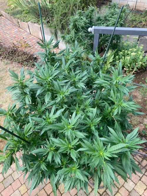 TropicalKush Outdoor. Week 16