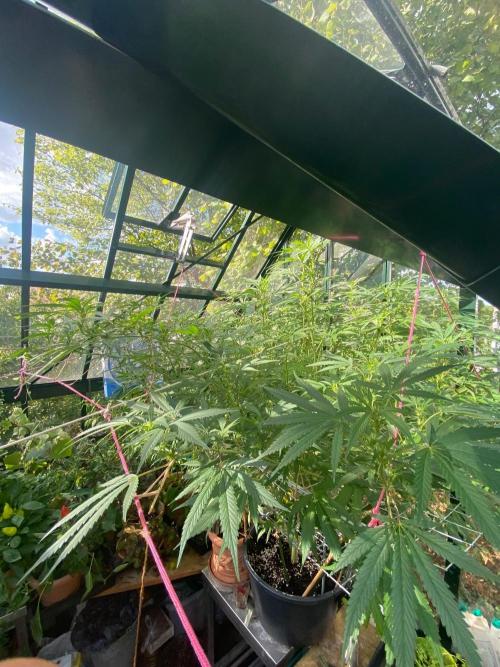 Georgias Cream Outdoor/greenhouse. Week 17