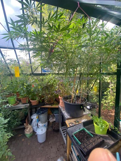 Georgias Cream Outdoor/greenhouse. Week 17