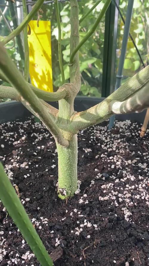 Georgias Cream Outdoor/greenhouse