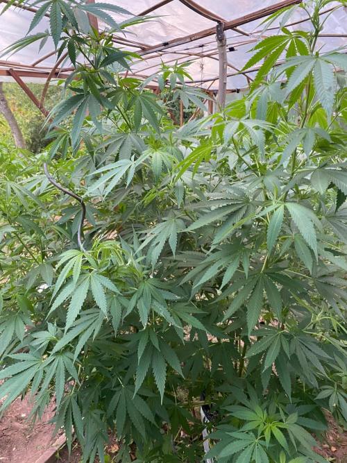 Critical Greenhouse/Outdoor. Week 11