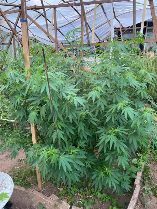 Critical Greenhouse/Outdoor. Week 11