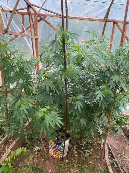 Critical Greenhouse/Outdoor. Week 11