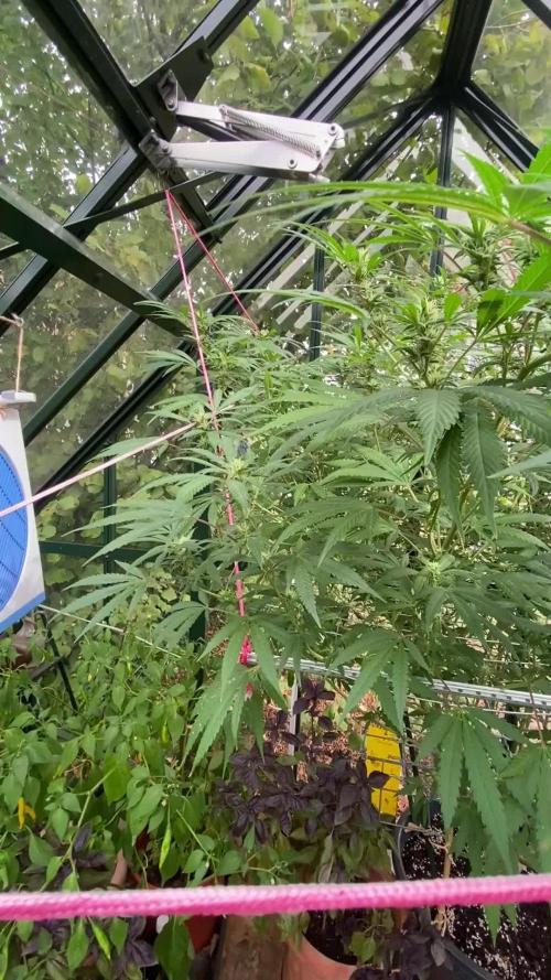 Georgias Cream Outdoor/greenhouse