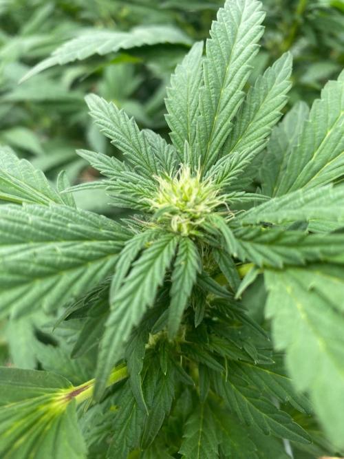 TropicalKush Outdoor. Week 17