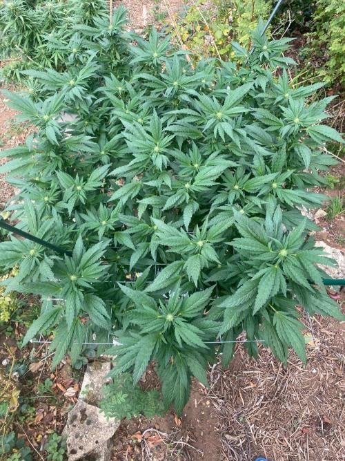 TropicalKush Outdoor. Week 17