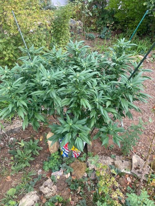 TropicalKush Outdoor. Week 17