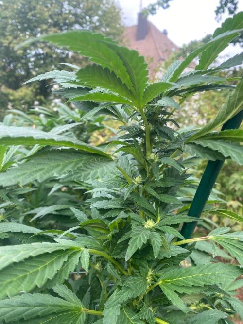 TropicalKush Outdoor. Week 17