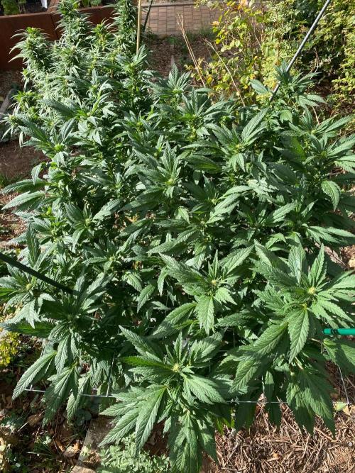 TropicalKush Outdoor. Week 17