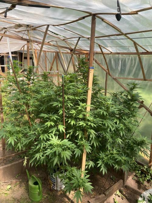 Critical Greenhouse/Outdoor. Week 12